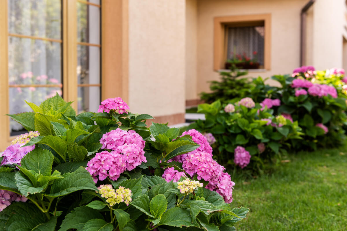 Pink hydrangeas planted in the ground in front of a house.