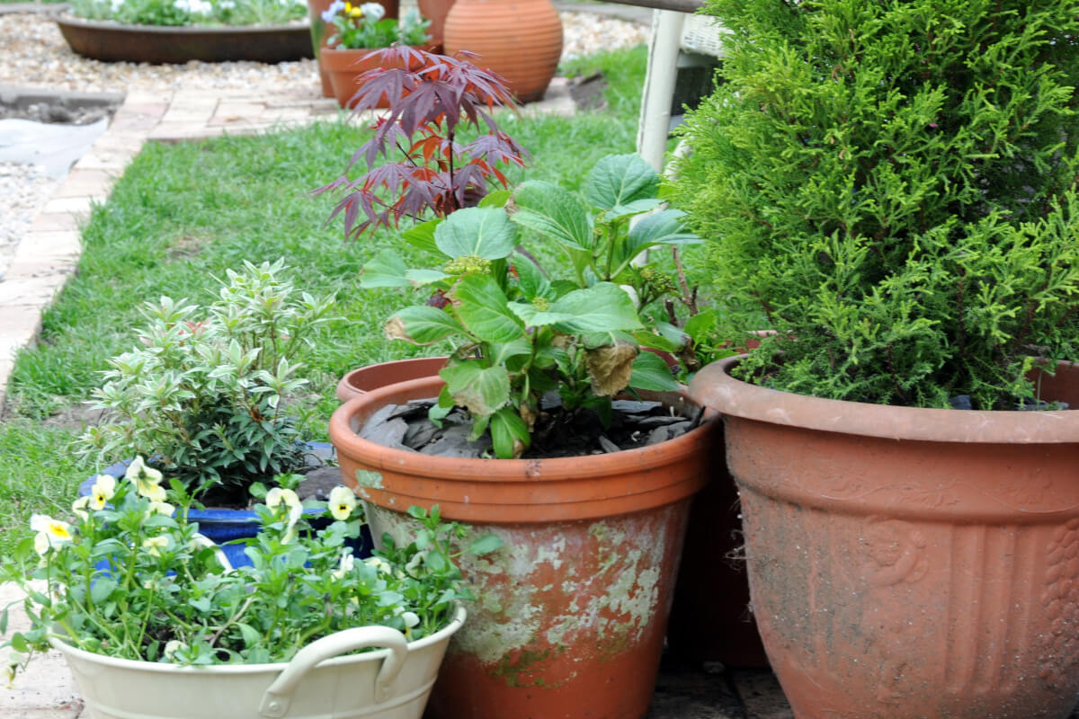 Flowers planted in terracotta pots around a grassy backyard.